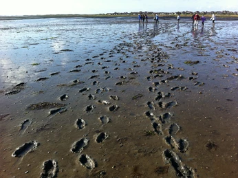 Fussspuren im Watt vor Rantum.JPG