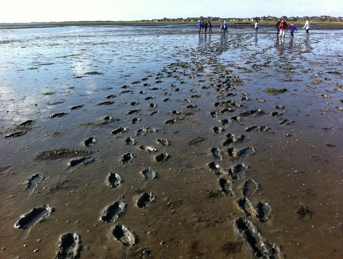 Fussspuren im Watt vor Rantum.JPG