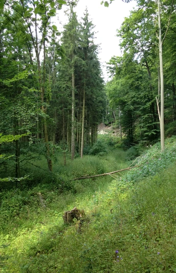 Waldlehrpfad Niederntudorf