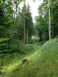 Waldlehrpfad Niederntudorf Waldlehrpfad Niederntudorf