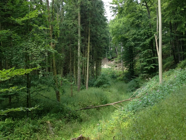 Waldlehrpfad Niederntudorf Waldlehrpfad Niederntudorf