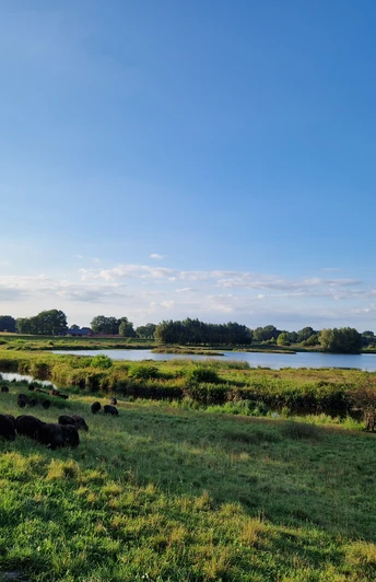 Schafe am Steinhorster Becken