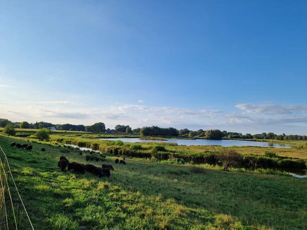 Schafe am Steinhorster Becken Schafe am Steinhorster Becken