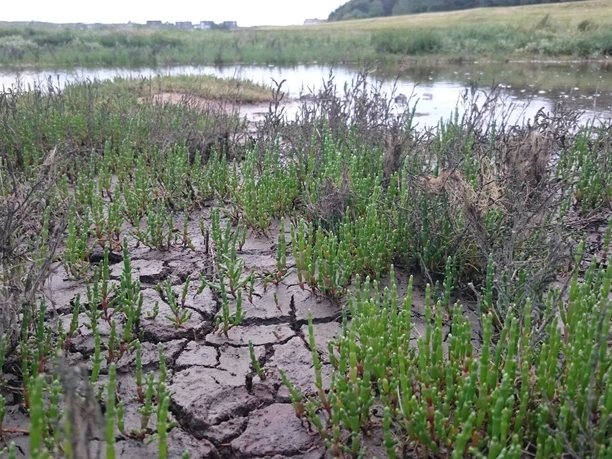 Queller auf den Sylter Salzwiesen.JPG