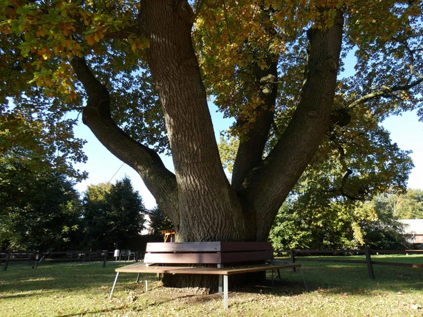 heide-stadtmarketing-poi-dorfeiche-ostrohe-vhe-02.jpg