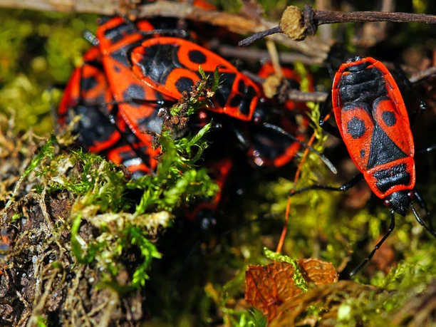 2025.07.05_Insekten_Heinrich Linse_pixelio.de.jpg