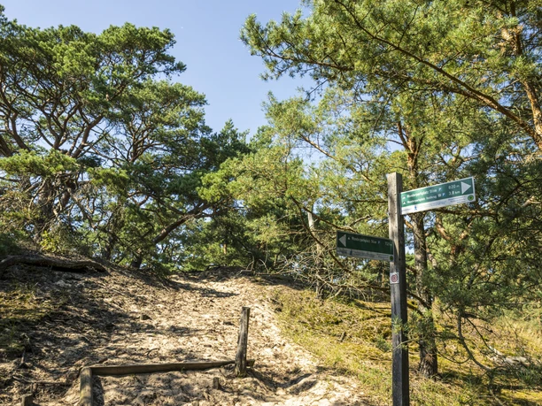 Stixer vandrende klit Stixer vandrende klit