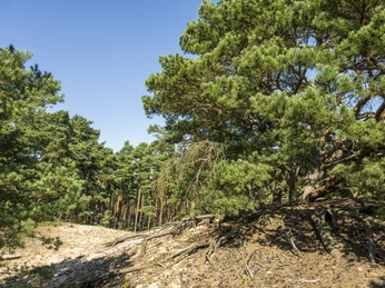 Stixer dwalend duin Stixer WanderdüneStixer wandering duneDune mobile de StixStixer dwalend duinStixer vandrende klit