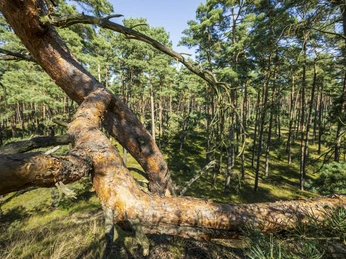 Stixer wandering dune Stixer WanderdüneStixer wandering duneDune mobile de StixStixer dwalend duinStixer vandrende klit