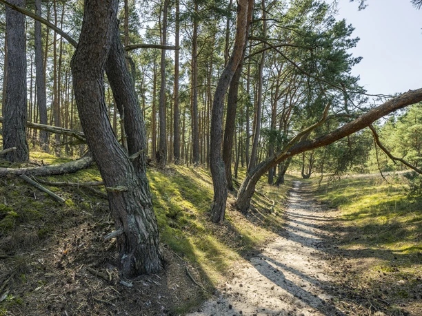 Stixer vandrende klit Stixer vandrende klit