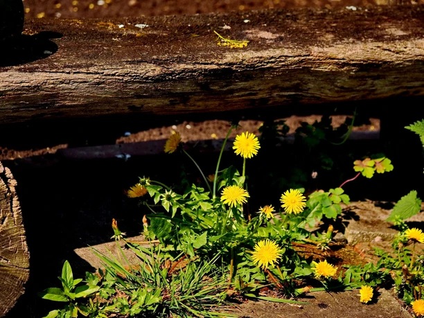 Wildkräuter Am Wegesrand