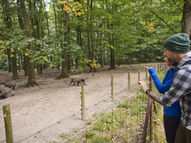 Zwei Personen beobachten Wildschweine hinter einem Zaun in einem herbstlichen Waldgebiet.