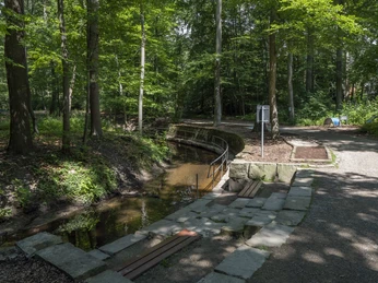 Ein schattiger Waldweg mit kleinem Bach und einer Brücke verbindet Naturerlebnis und Ruhe.