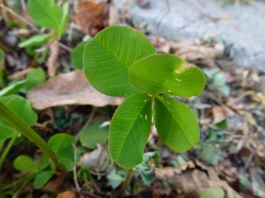 2025.12.27_NeuesGlück_Gila Hanssen_pixelio.de.jpg