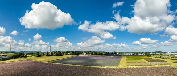 Weite Lavendelfelder erstrecken sich unter einem klaren, blauen Himmel mit weißen Wolken.