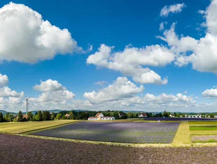 Weite Lavendelfelder erstrecken sich unter einem klaren, blauen Himmel mit weißen Wolken.