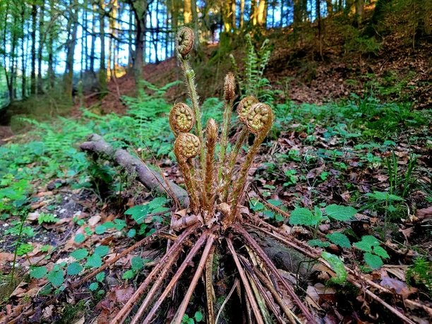 Waldbaden Shinrin Yoku