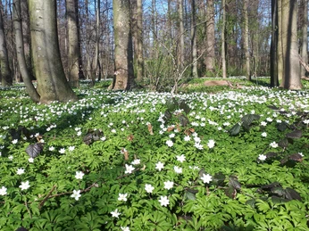 Waldbaden Shinrin Yoku