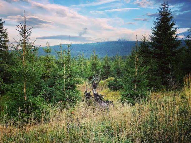 Blick zum Fichtelberg