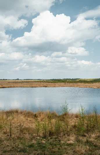 Oppenweher Moor Kleiner See im Oppenweher Moor, umgeben von Gräsern und Sträuchern, unter bewölktem Himmel.