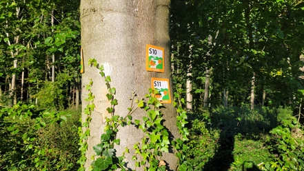 Wegweiser an einem Baum im Wald kennzeichnen Wanderstrecken S10 und S11, umgeben von dichtem Laub.