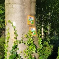 Stemweder Berg Wegweiser an einem Baum im Wald kennzeichnen Wanderstrecken S10 und S11, umgeben von dichtem Laub.