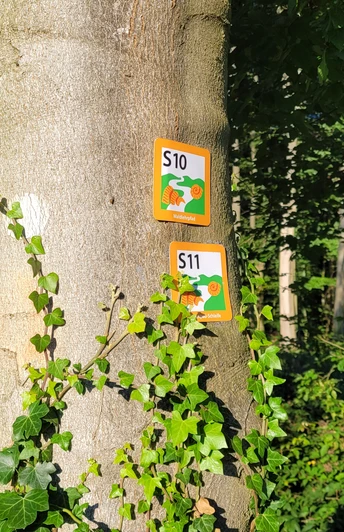 Stemweder Berg Wegweiser an einem Baum im Wald kennzeichnen Wanderstrecken S10 und S11, umgeben von dichtem Laub.
