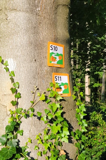 Stemweder Berg Wegweiser an einem Baum im Wald kennzeichnen Wanderstrecken S10 und S11, umgeben von dichtem Laub.