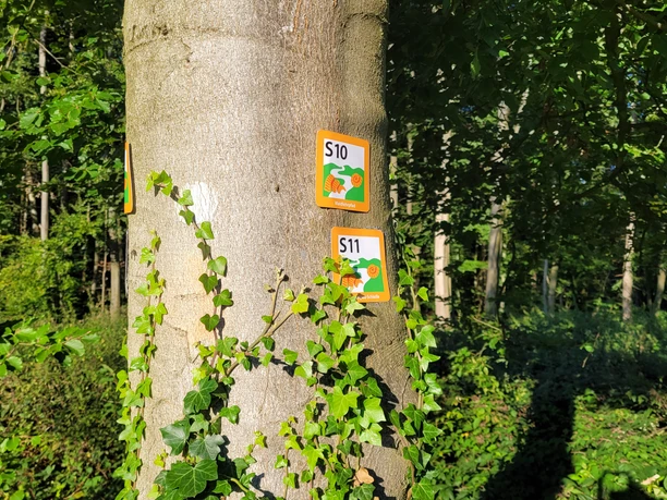 Stemweder Berg Wegweiser an einem Baum im Wald kennzeichnen Wanderstrecken S10 und S11, umgeben von dichtem Laub.