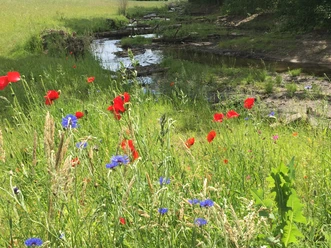 Bifurkation Blumenwiese