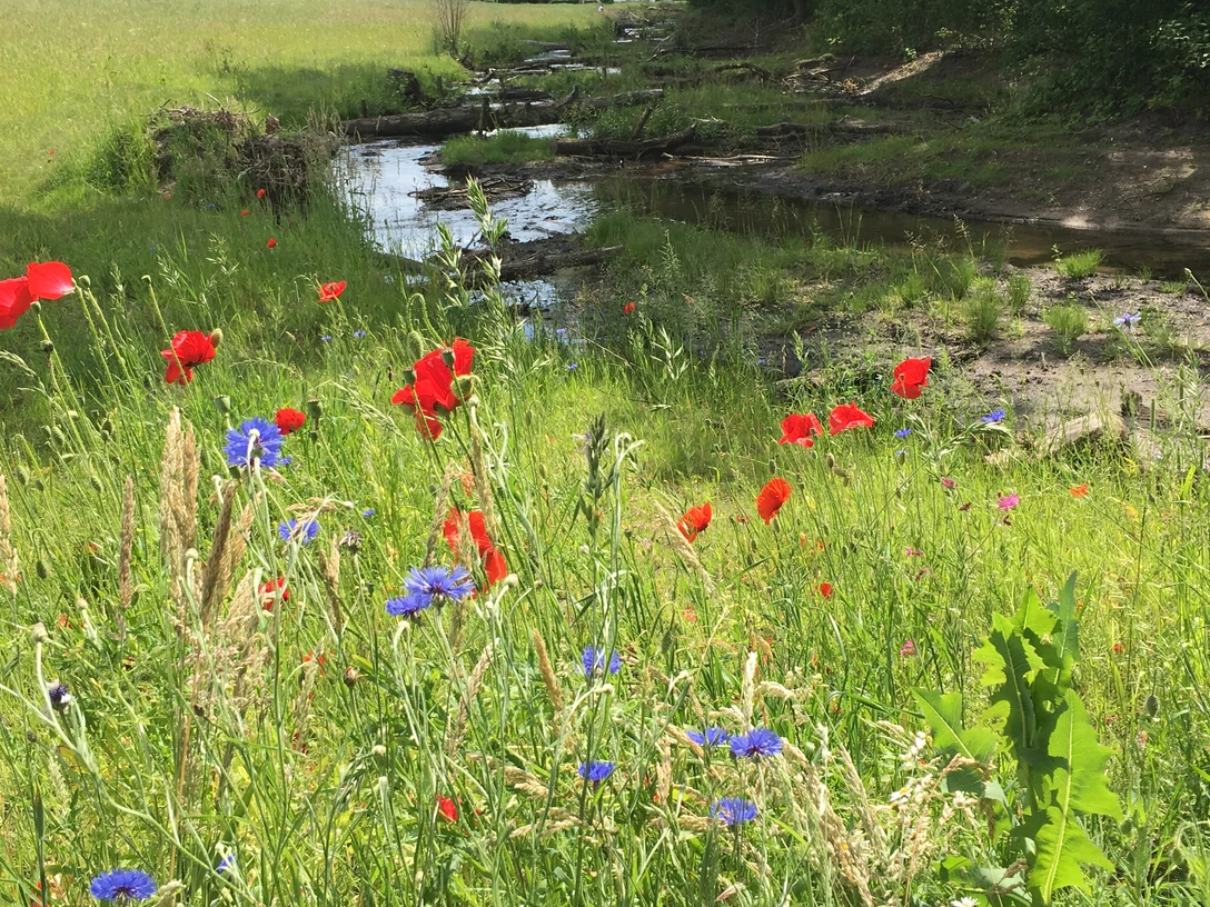 Bifurkation Blumenwiese Bifurkation Blumenwiese