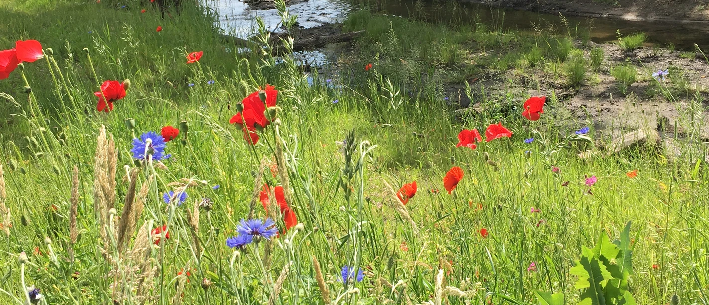 Bifurkation Blumenwiese Bifurkation Blumenwiese