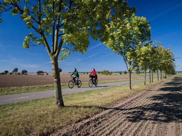 Bauerngartenroute - Allee