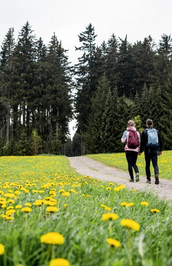 leuchtende Maiblumenwiesen