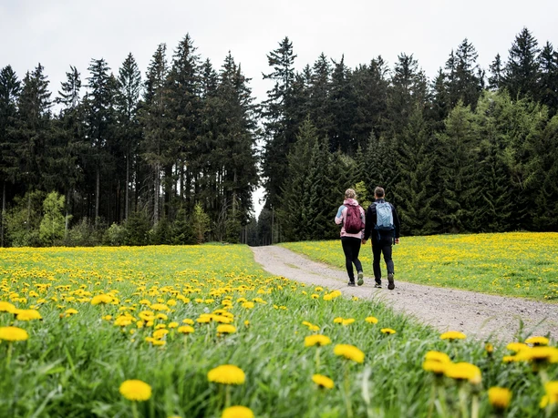leuchtende Maiblumenwiesen
