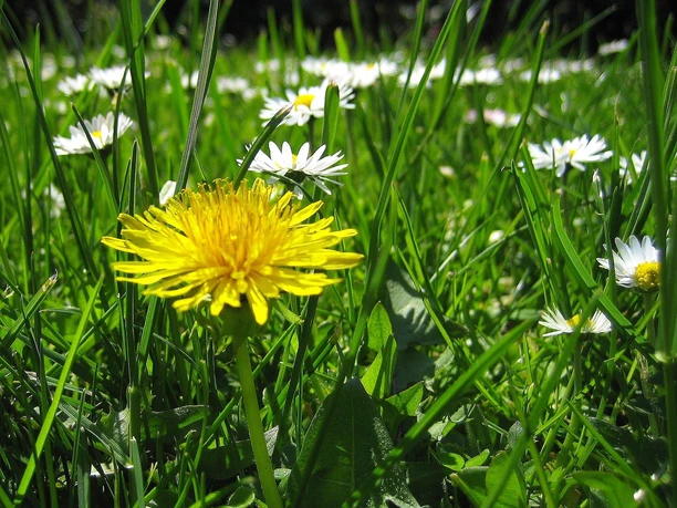 2025.05.18_EssbareWildkräuter_Susanne Schmich_pixelio.de.jpg