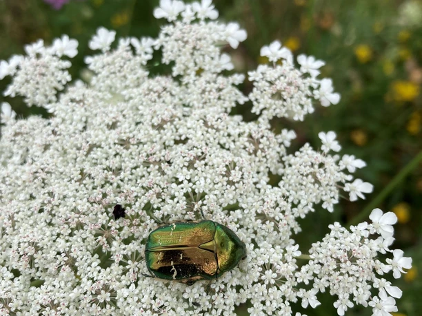 Artenvielfalt Uhlenberger Moor