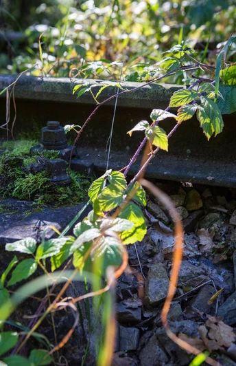 Radweg entlang der alten Bahn