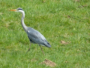 Etappe 04 Natursteig Sieg