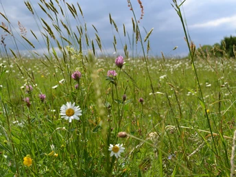 Etappe 04 Natursteig Sieg