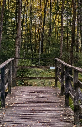 Steg an der Ederquelle auf dem Rothaarsteig
