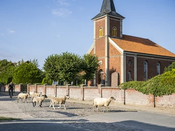 Sheep in front of St Mary's Chapel in Stiepelse Schafe vor der Marienkapelle in StiepelseSheep in front of St Mary's Chapel in StiepelseMoutons devant la chapelle de la Vierge à StiepelseSchapen voor de Mariakapel in StiepelseFår foran Mariakapellet i Stiepelse