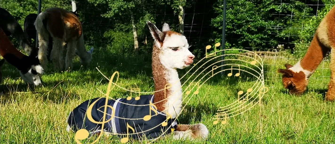 Fohlen mit Noten_Hauptbild.jpg