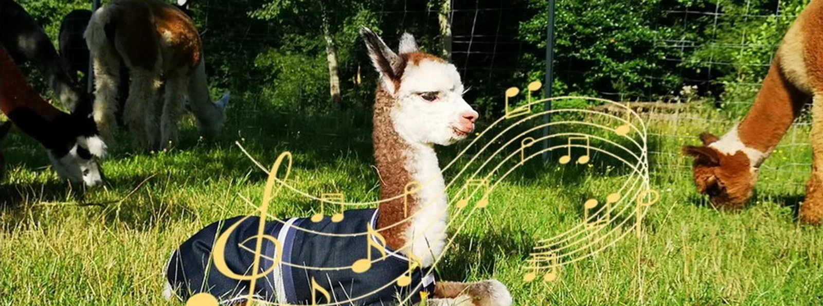 Fohlen mit Noten_Hauptbild.jpg