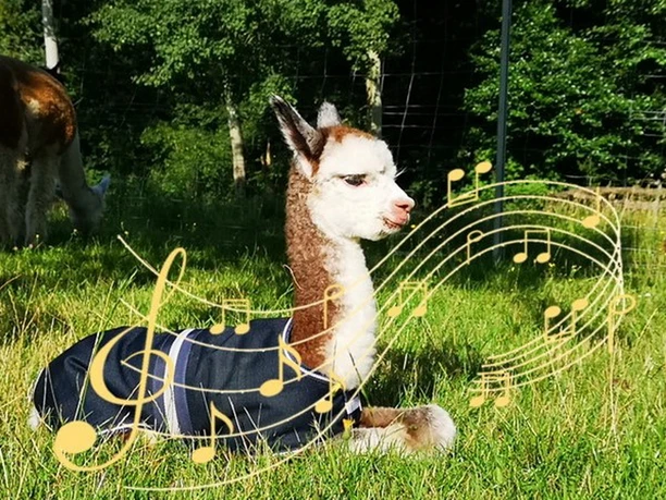 Fohlen mit Noten_Hauptbild.jpg