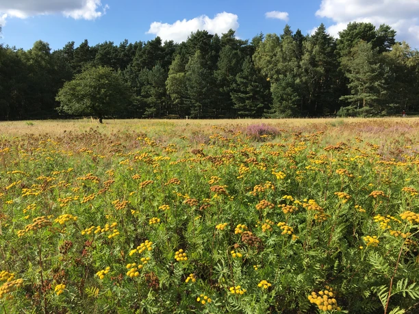 Sennelandschaft Sennelandschaft