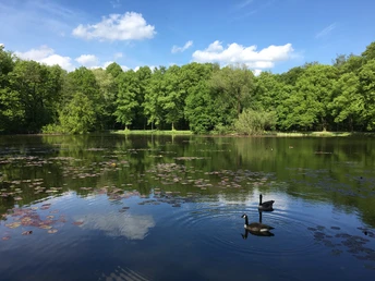 Ein ruhiger See mit Seerosen und zwei Enten, umgeben von üppigen grünen Bäumen unter blauem Himmel.