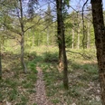 Wald bei Blankenrode