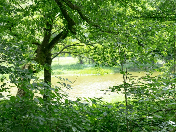 Teiche Forellenzucht Reinhardswald