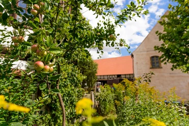 Entlang an Apfelbäumen geht es auf der Obstland-Radroute